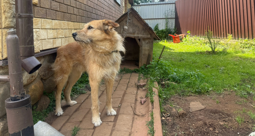 Тихая угроза для собак: 10 неожиданных продуктов, которыми пользуется человек каждый день, а собакам только вред