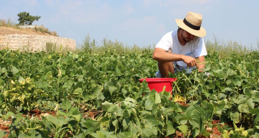 Не клубника и не грибы, а намного дешевле: на чем грамотные фермеры зарабатывают большие деньги зимой