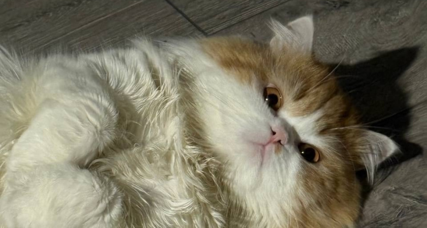 Кошка говорит "привет", а хозяин её оскорбляет: как правильно понимать приветствия домашнего питомца - пояснил опытный зоопсихолог 