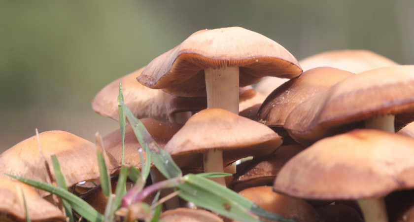Нужно ли снимать кожицу со шляпок маслят - запомните раз и навсегда
