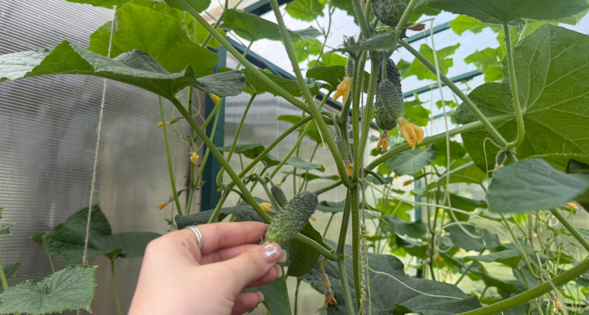 Дарю огурцам вторую жизнь: делаю это в августе - через три дня желтые завязи зеленеют и начинают плодоносить 