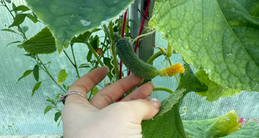 Огурцам в августе - обязательно: какие листья нужно обрезать, какие оставить. Обновляем куст, повышаем урожайность