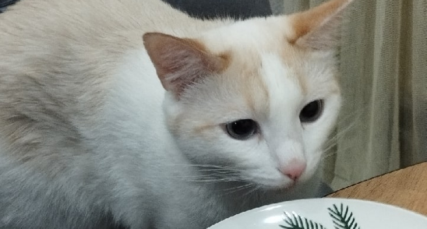 Ученые назвали точный возраст кошек-долгожителей: не 8, не 15 и даже не 18 лет 