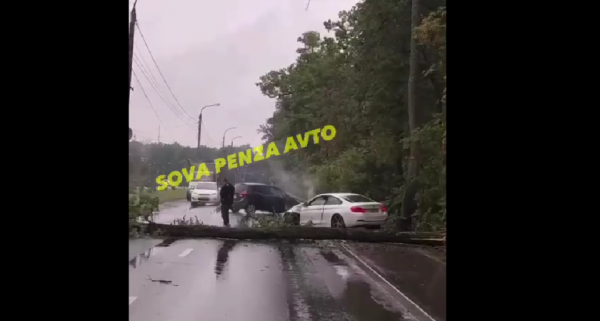 В Пензе проезд у «Дизель-Арены» перекрыло упавшее дерево