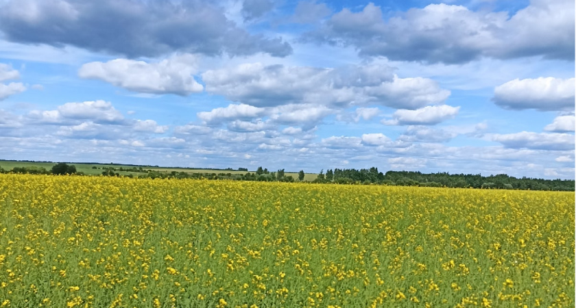 В Белинском районе местных жителей не оповестили о применении пестицидов на полях