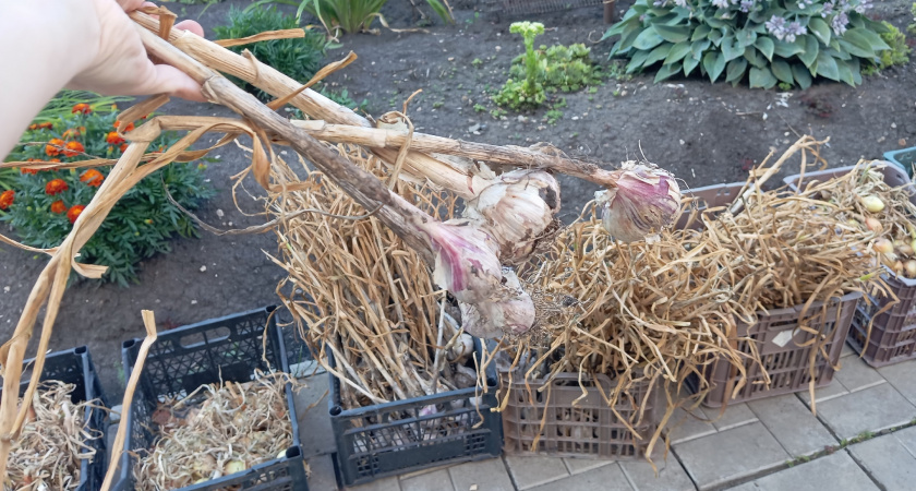 Что делать с грядками после уборки чеснока и лука: 35 минут и супер-плодородная почва на будущий год готова