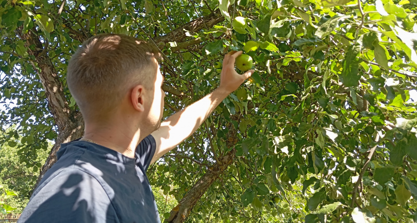 Сыплю под яблони в августе вместо дорогих удобрений это копеечное средство: удваиваю урожай яблок на следующий год