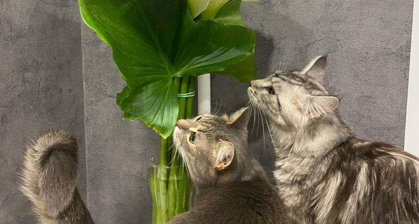 Мы сами каждый день губим своих кошек: чем опасно кормить домашних кошек - запомните раз и навсегда 