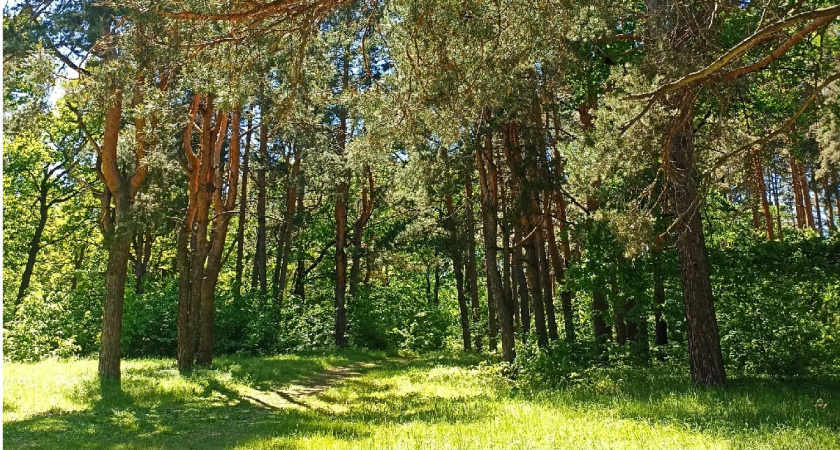 В Пензенской области на территории заказника «Ломовский» выявлены нарушения