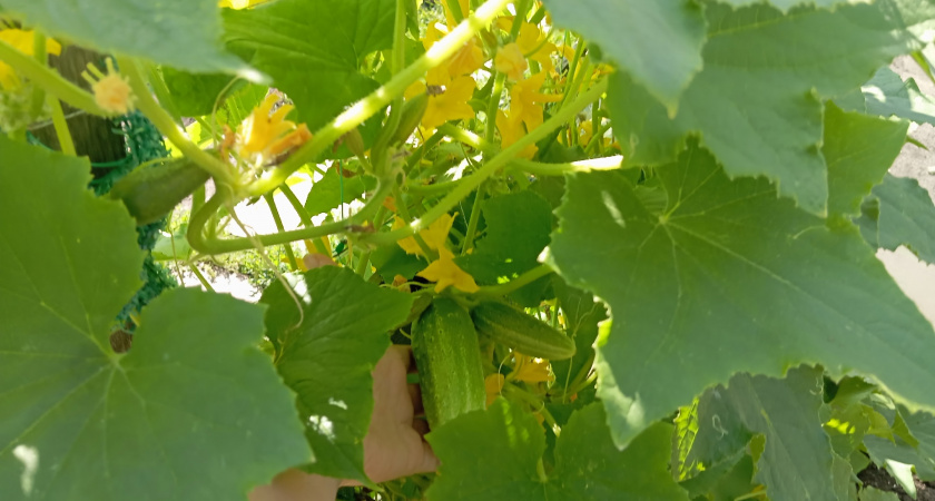 Уксус - лучшая подкормка огурцам в августе: плоды не желтеют, листья сохраняют зеленый цвет - урожай собираем до сентября