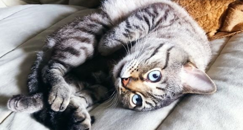 Горка, булка, курочка: какие позы способны показать, что домашней кошке больно и обидно - рассказал опытный зоопсихолог 