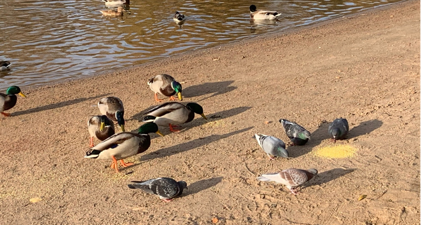 В Пензенской области с 16 августа стартует сезон охоты на пернатую дичь