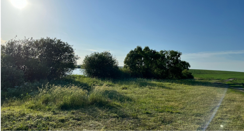 В нескольких районах Пензенской области введен карантин из-за вредного растения