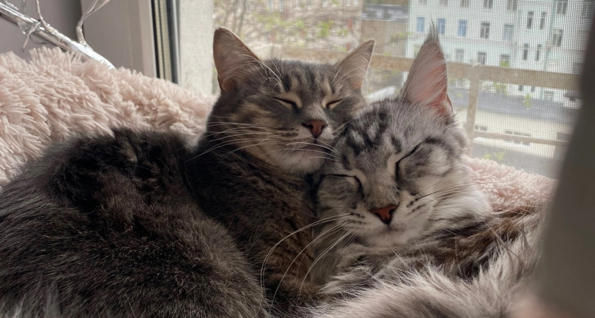 Почему кошки спят у ног или головы? Разбираем инстинкты, характер