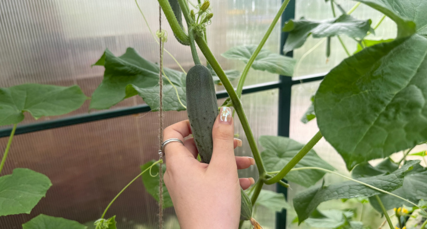 Секрет ночного роста огурцов в августе. Простой рецепт 