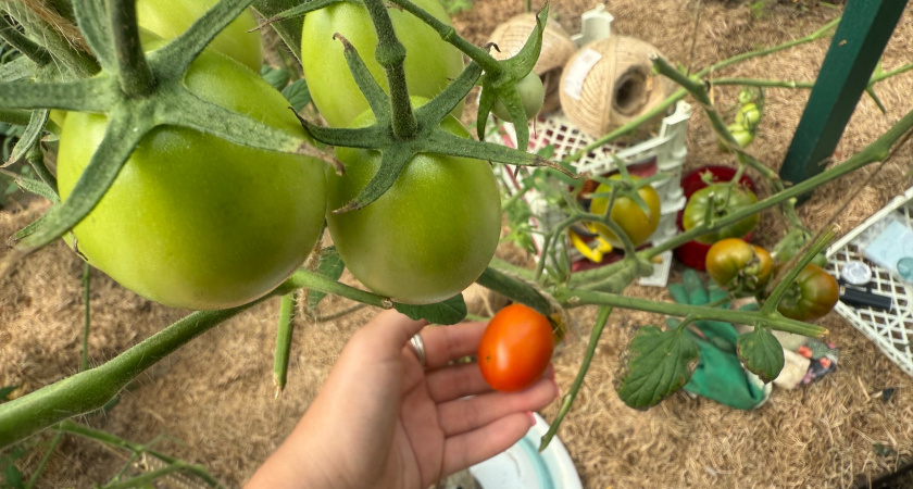 Томаты оживают: августовский трюк против гнили и для спелых плодов