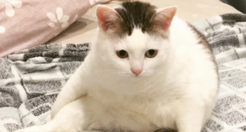  5 кошачьих жестов, работающих всегда. Улучшите контакт с питомцем