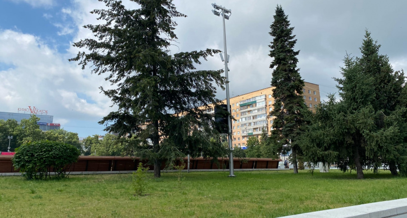 Пензенцам объяснили, почему ветки зараженных ясеневой златкой деревьев не убирают в день опиловки