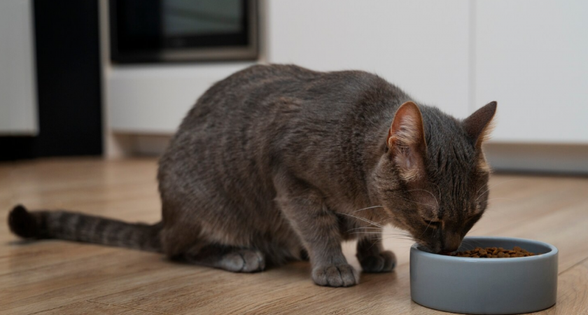 Правила кормления кошки: частота, размер порций, выбор корм