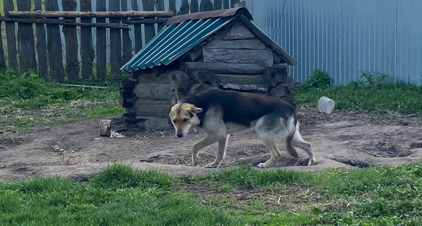 Бастрыкин взял на контроль ситуацию с ненадлежащим отловом бездомных собак в Пензе