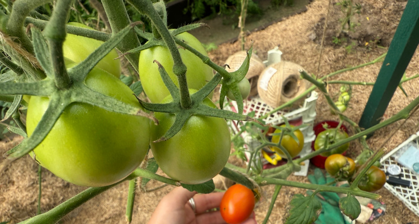 Почему помидоры не краснеют и как ускорить их созревание