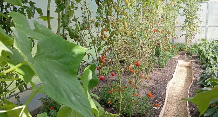 Подкормка томатов и огурцов уксусом в августе для увеличения урожая