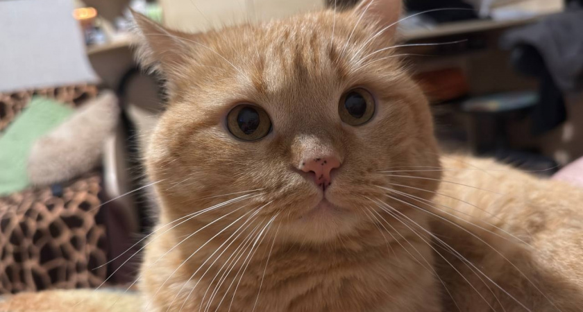 История о коте, который каждую ночь будил хозяйку в 3:17. Причина оказалась медицинской