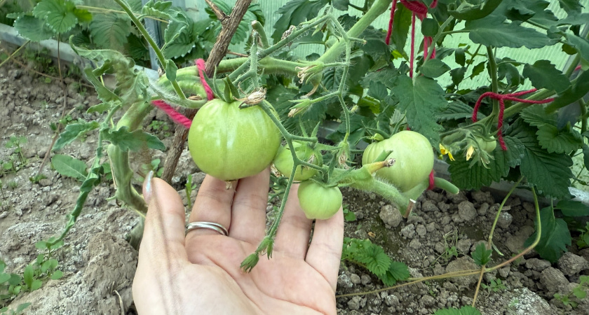 Рабочий метод ускорения созревания томатов