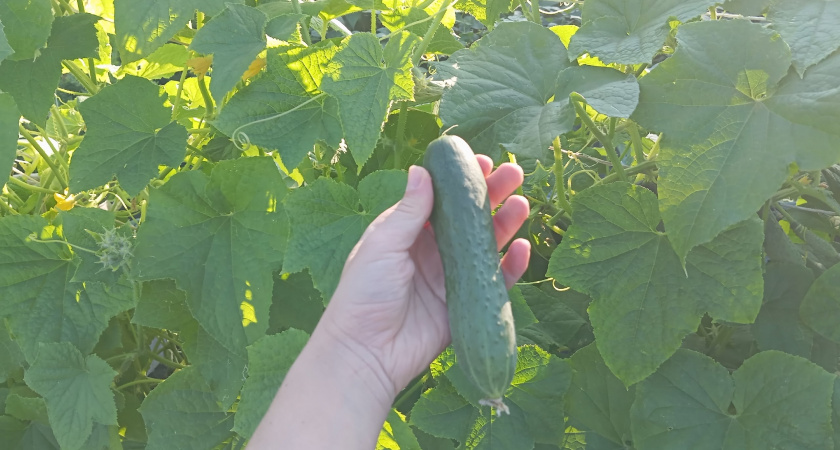 Секрет августовского урожая огурцов от бывалых дачников