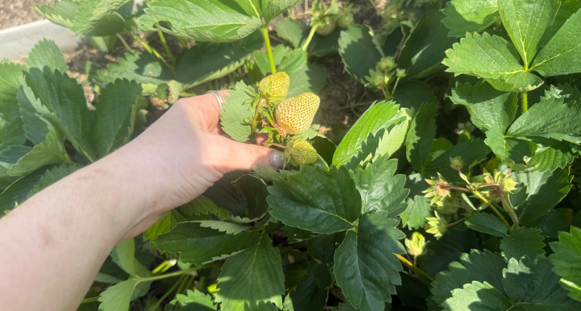 Ошибки в уходе за клубникой в августе, которые лишают урожая в следующем году