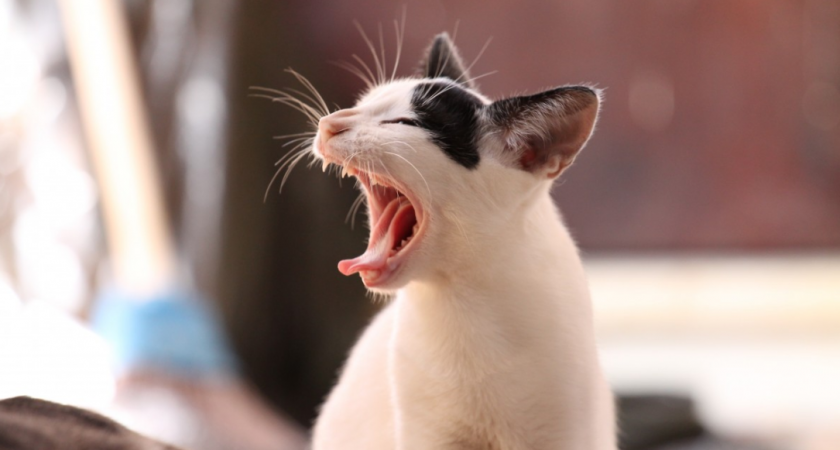  Как понять кошачье приветствие? 