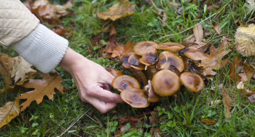 Нужно ли чистить маслята от кожицы? Ответ от опытных грибников