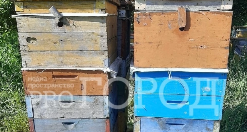 В многомиллионном деле о гибели пчел в Сердобском районе поставлена точка! Закон оказался на стороне аграриев 