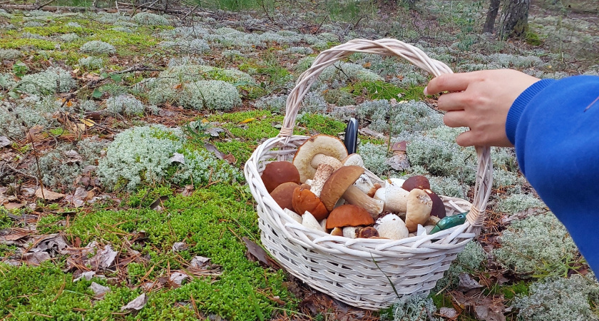 Главное правило сбора грибов: резать или выкручивать?