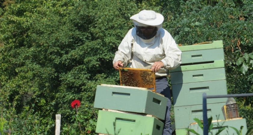 Реальный доход с пасеки: как пчеловод чуть не стал миллионером