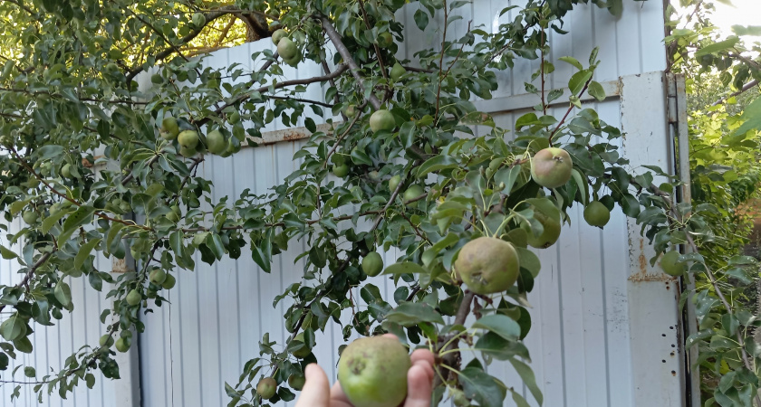 Секрет обильного урожая яблок. Простая августовская подкормка