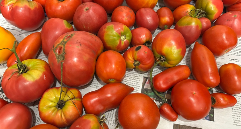 Не выбрасывайте гнилые помидоры. Рабочие лайфхаки