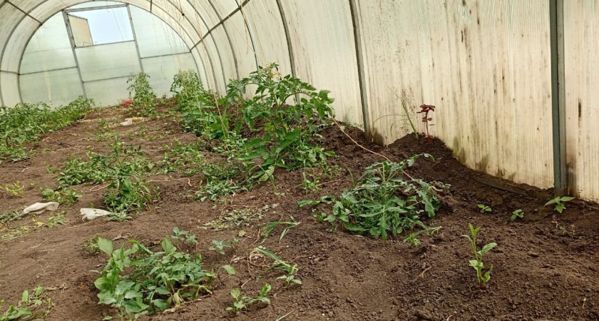 Секрет плодородной теплицы: что добавить в грунт осенью для богатого урожая весной