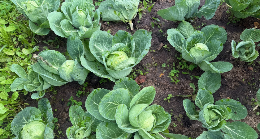 Горчичный порошок против гусениц: как спасти капусту без химии