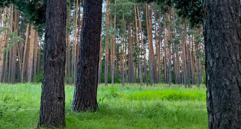 В пензенских лесах выявлено 202 нарушения правил пожарной безопасности