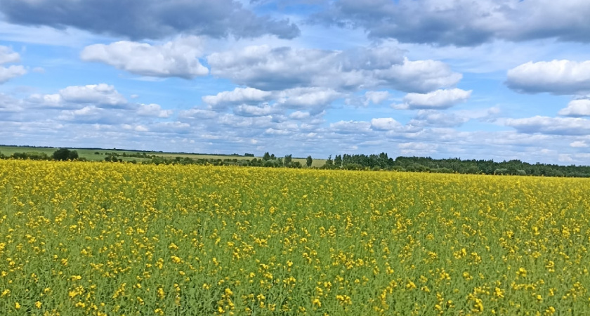 В 2025 году из Пензенской области экспортировано около 4 тыс. тонн зерна