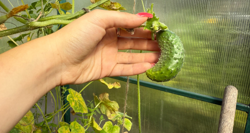 Огурцы в разгаре: когда листья подсказывают, чего не хватает