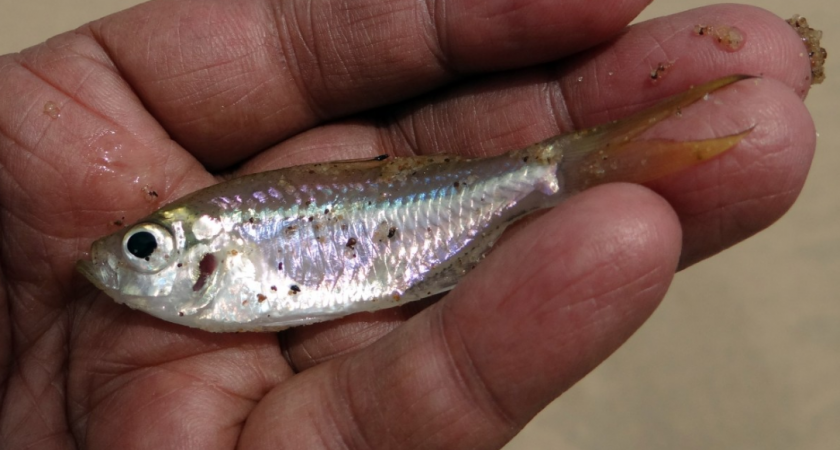 Почему пропал пескарь: основные причины исчезновения