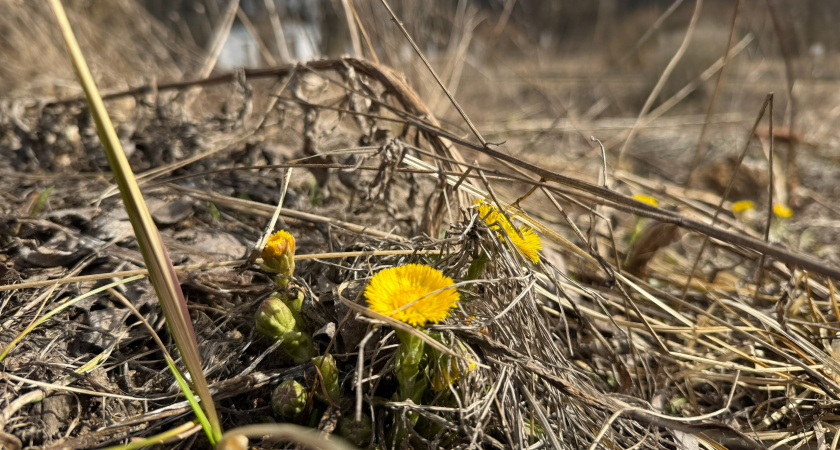 Россельхознадзор ввел карантин из-за повилики сразу в четырех районах Пензенской области