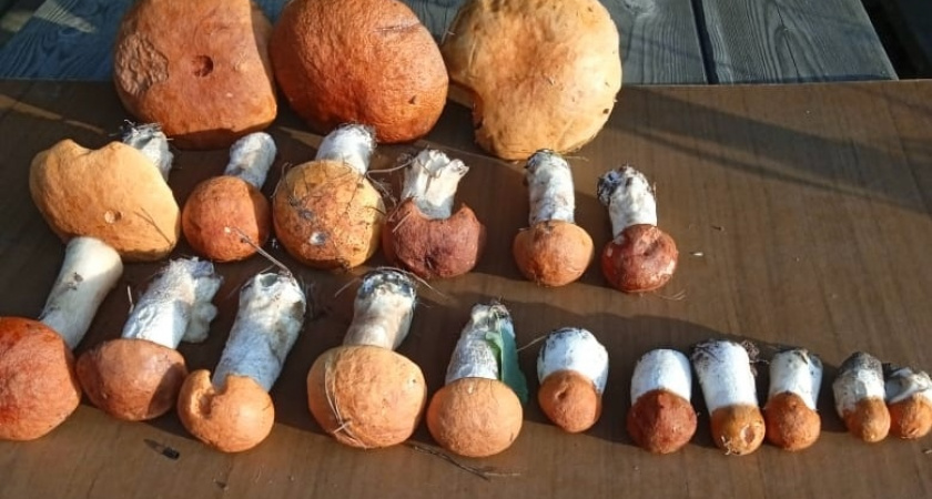 Белый навозник: осенняя находка прямо под ногами