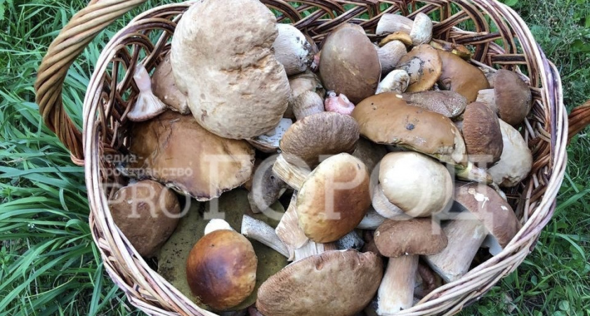 Медики предупреждают пензенцев об опасности отравления грибами 