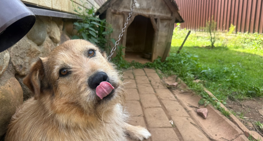 Сколько лет живут собаки: правда, о которой не говорят вслух