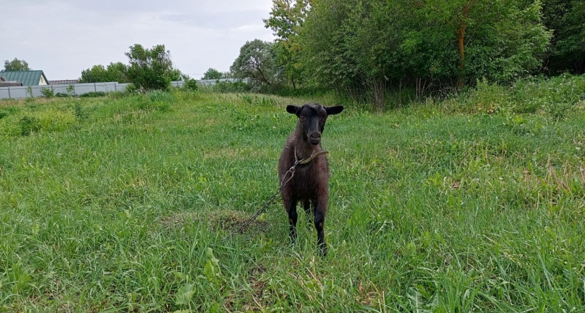 В Колышлейском районе отменят карантин по бешенству животных