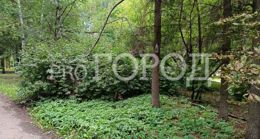 Из-за нашествия ясеневой златки в Пензе напрочь забыли об уходе за уцелевшими деревьями