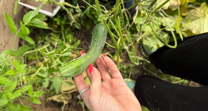 Секрет ровных сентябрьских огурцов: правильная подкормка 